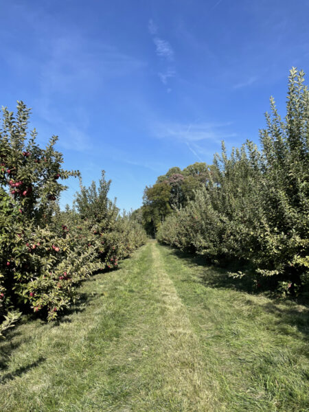 Riamede Farm: North Jersey Farm for Apple Picking This Fall