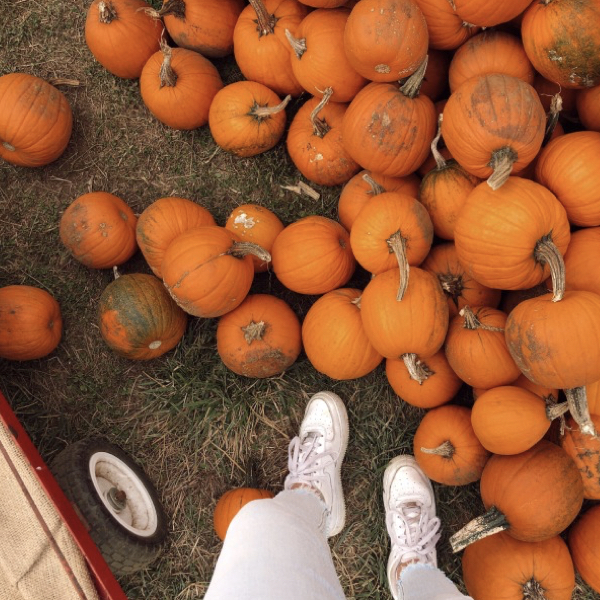 The BEST Pumpkin Picking Farms & Patches in Monmouth County, NJ