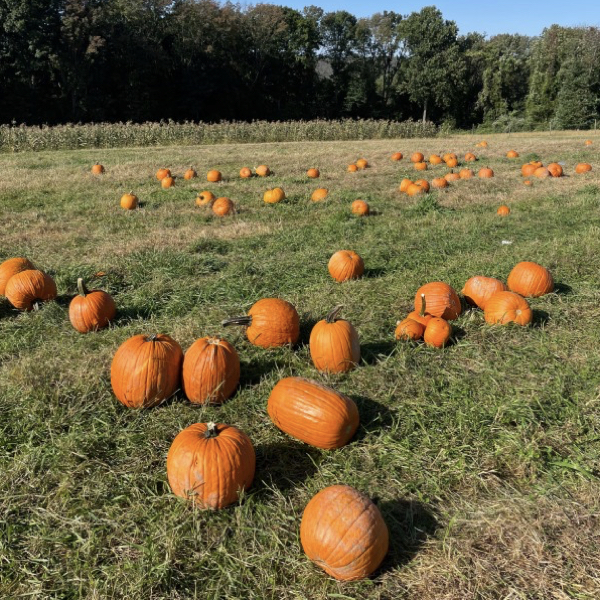 6 Pumpkin Picking Spots in North Jersey to Visit Fall 2022