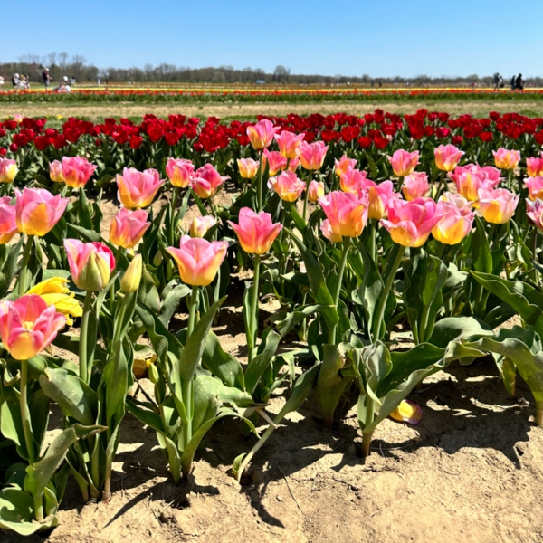 Visiting the Tulip Fields at Holland Ridge Farms in NJ