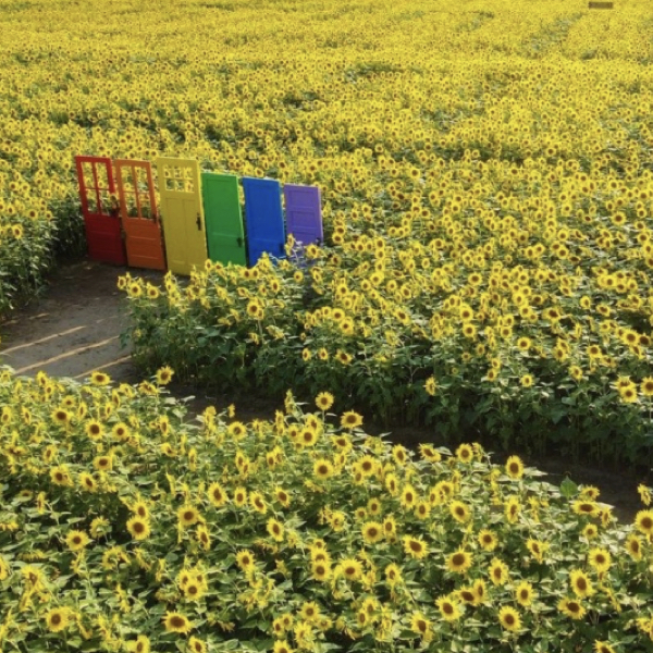 9 Beautiful Sunflower Fields to Visit in New Jersey in 2023