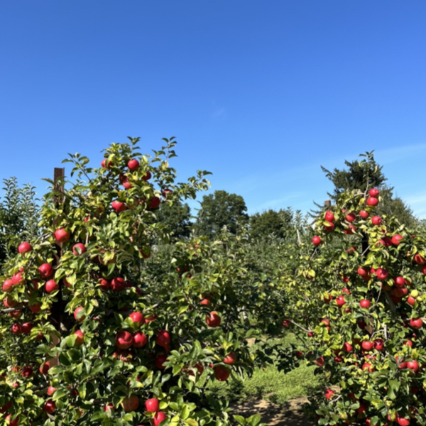 The Ultimate Guide to Apple Picking in New Jersey for 2023 (30+ Spots)