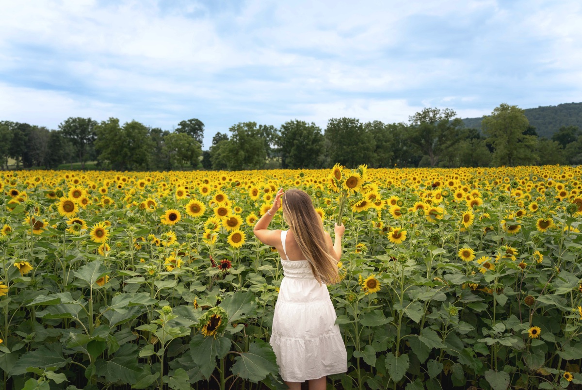 Von Thun Farms NJ Sunflower Trail