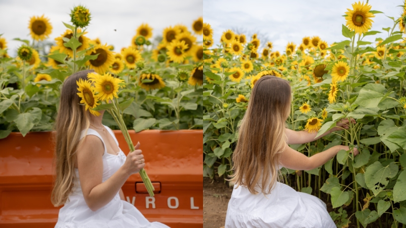 The Ultimate Guide to Sunflower Fields in NJ 2024 Cover Image